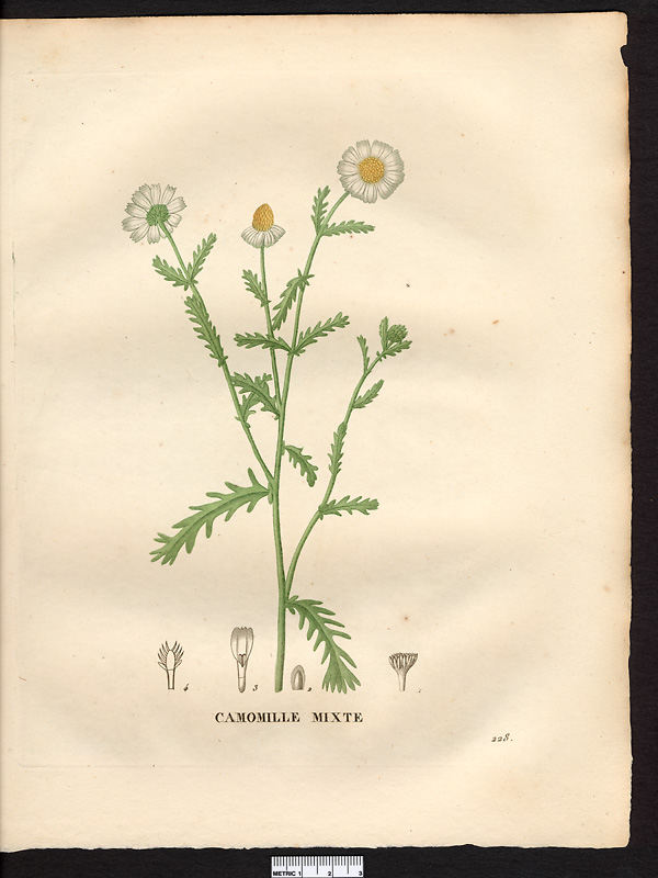 Anthemis mixta, chamaemelum mixtum