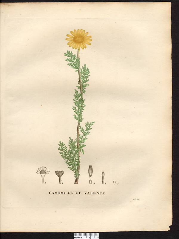 Anthemis valentina, anacyclus radiatus