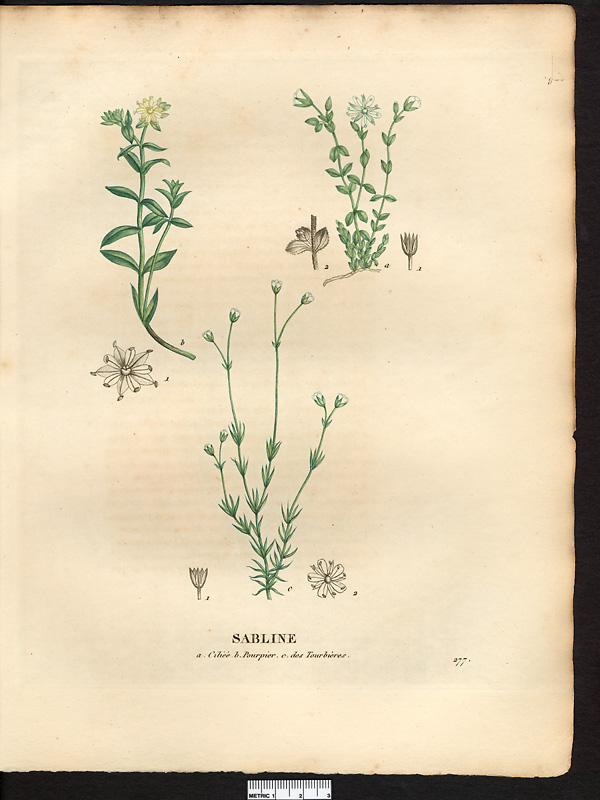 Sabline ciliée (Arenaria ciliata)