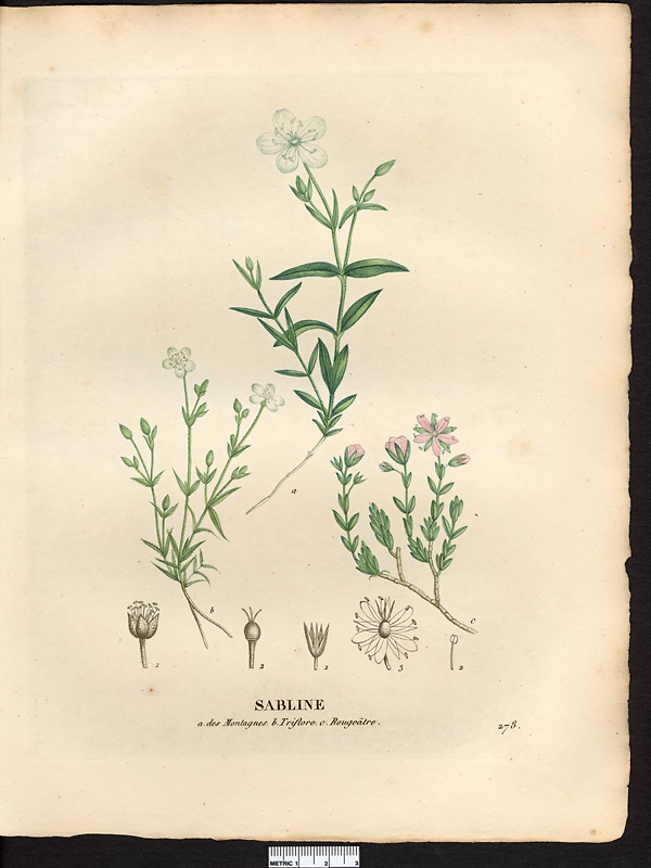 Sabline des montagnes (Arenaria montana)
