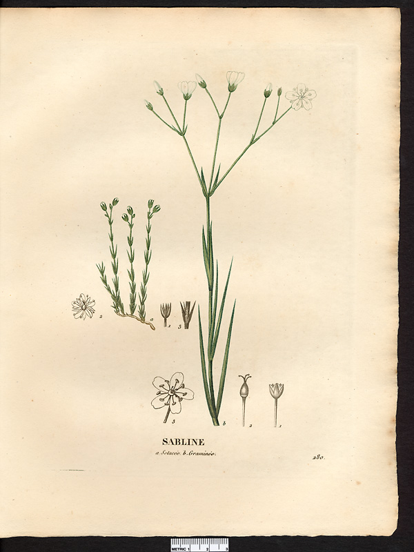 Sabline sétacée (Arenaria setacea), alsine sétacée (Minuartia setacea)