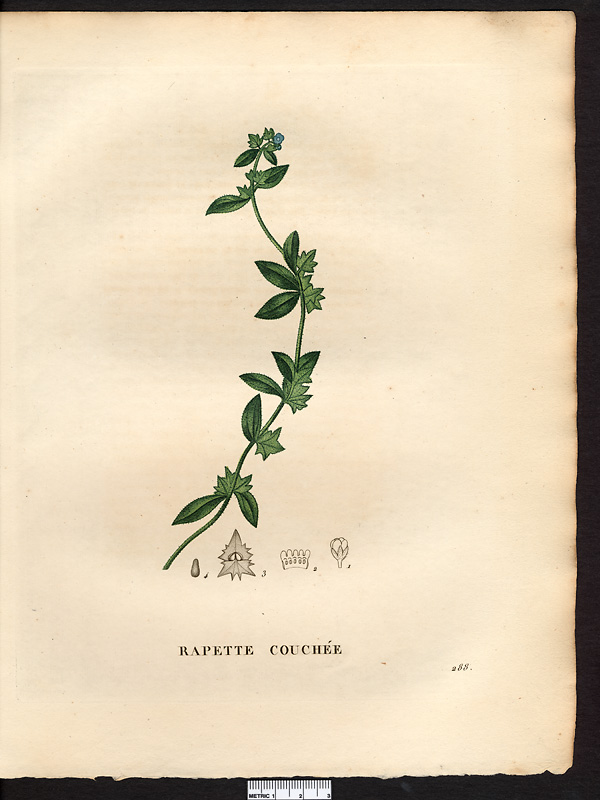 Asperuge procumbens, asperugo procumbens