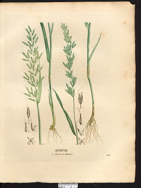 Avoine élevée (Avena elatior), fromental, avoine élevée (Arrhenatherum elatius)