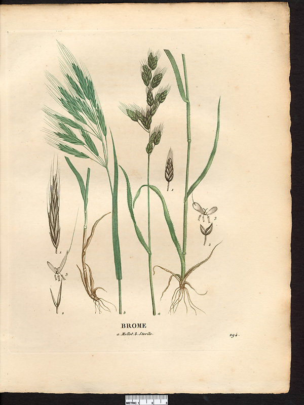 Brome mollet (Bromus mollis), brome mou (Bromus hordeaceus)