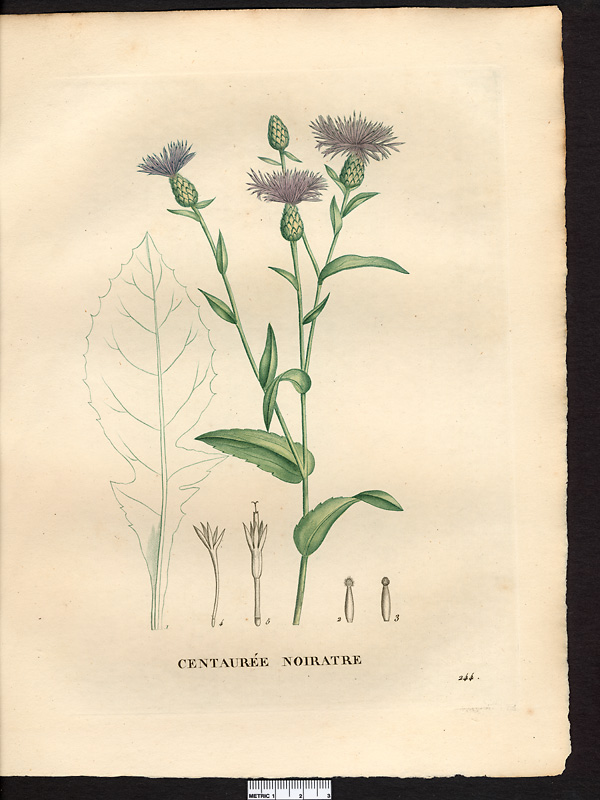 Centaurea nigrescens