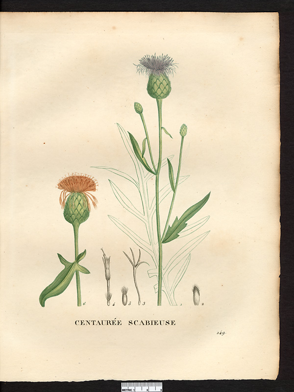 Centaurea scabiosa