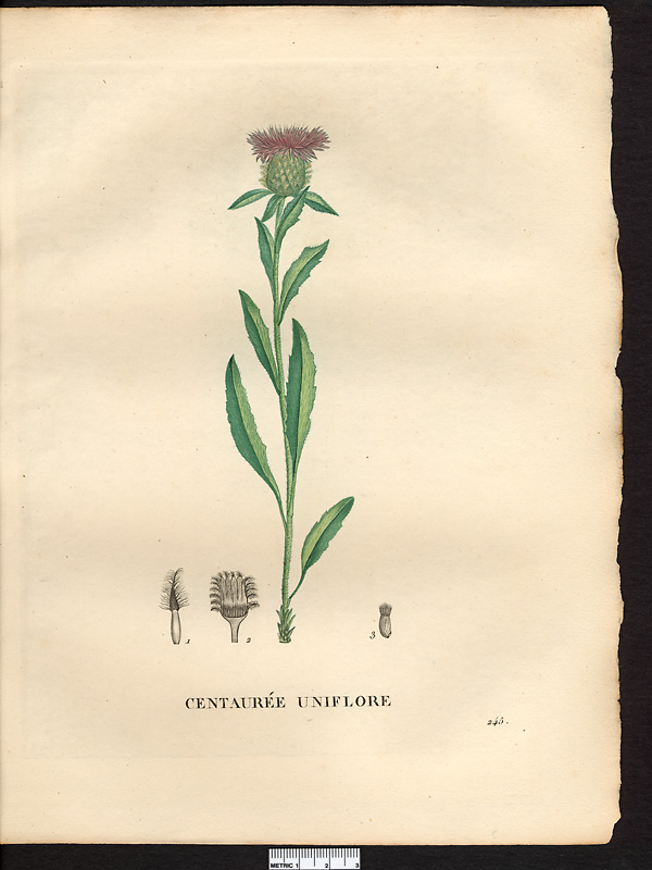 Centaurea uniflora