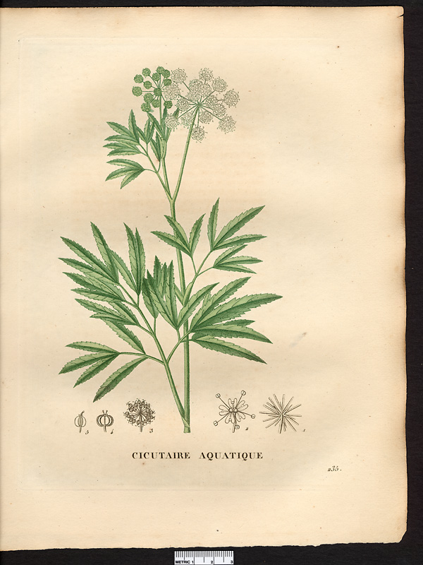 Cicutaire aquatique (Cicutaria aquatica), ciguë aquatique (Cicuta virosa)
