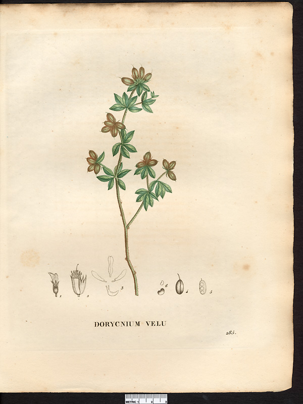 Dorycnium hirsutum
