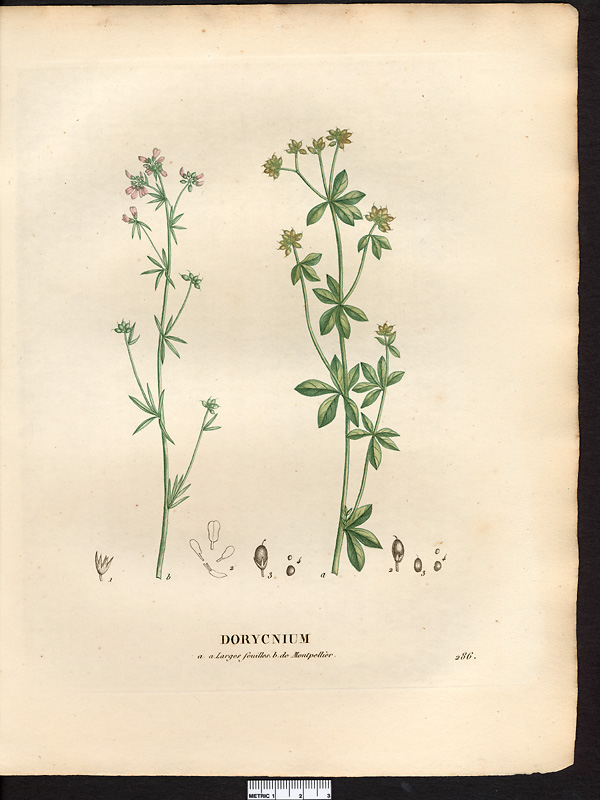 Dorycnium à larges feuilles (Dorycnium latifolium)