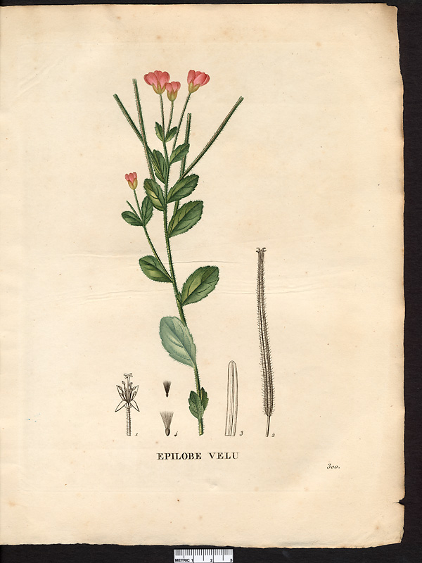 Epilobium hirsutum
