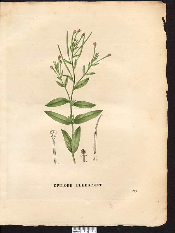 Epilobium pubescens, epilobium parviflorum