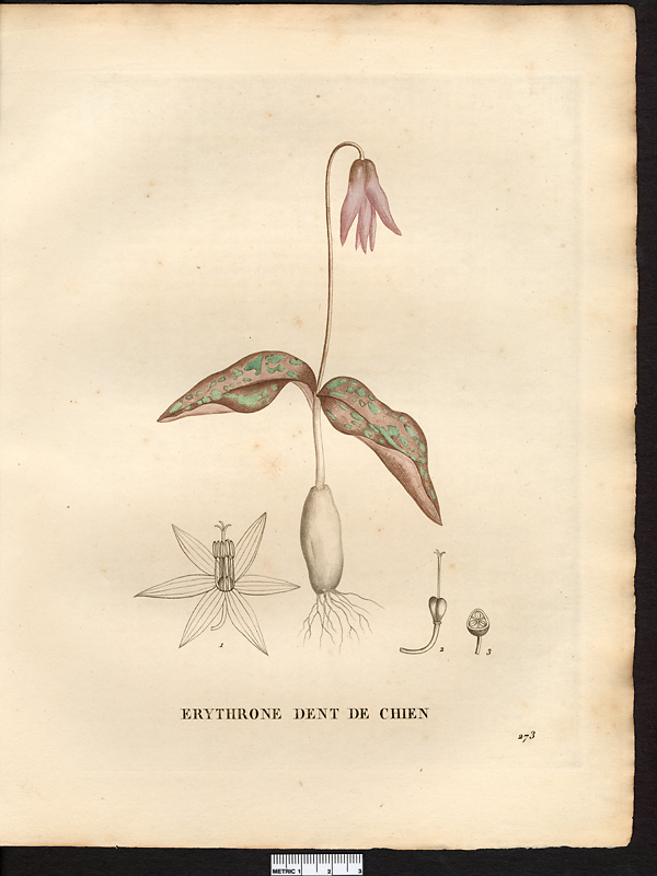 Erythronium dens-canis