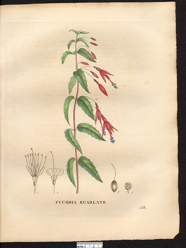 Fuchsia coccinea