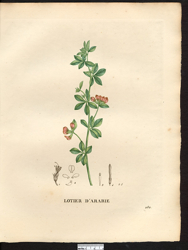 Lotus arabicus