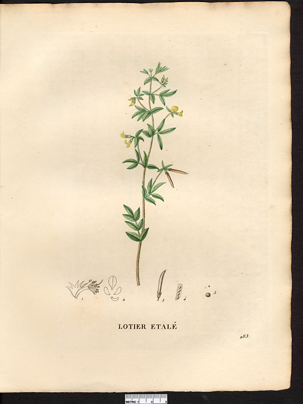Lotus diffusus, lotus angustissimus