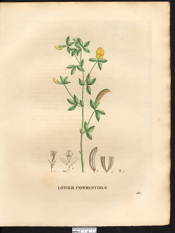 Lotus edulis