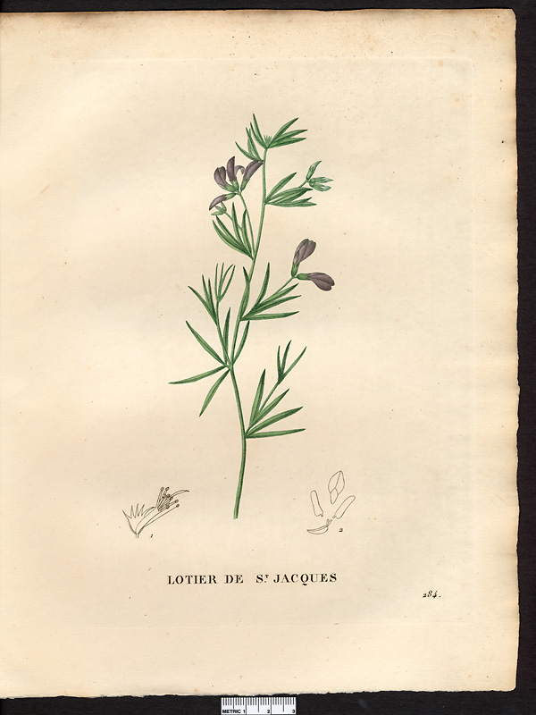 Lotus jacobaeus