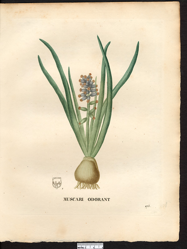 Muscari ambrosiacum, muscarimia muscari