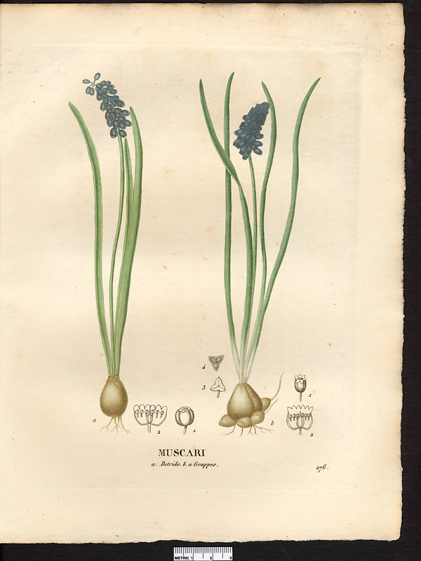 Muscari botride (Muscari botryoides), muscari botryoïde (Muscari botryoides)