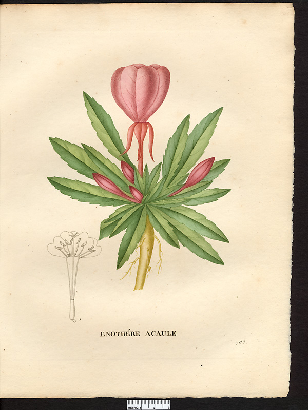 Oenothera acaulis
