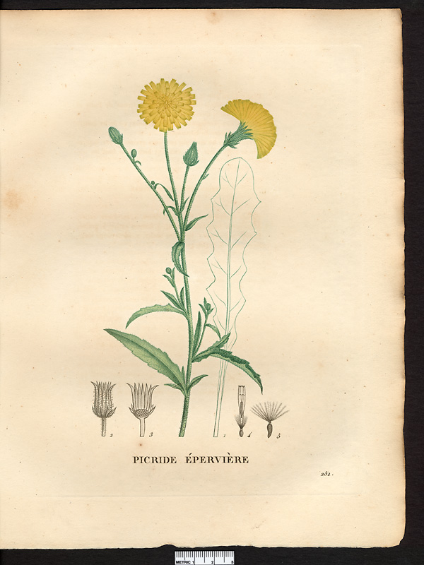 Picris hieracioides