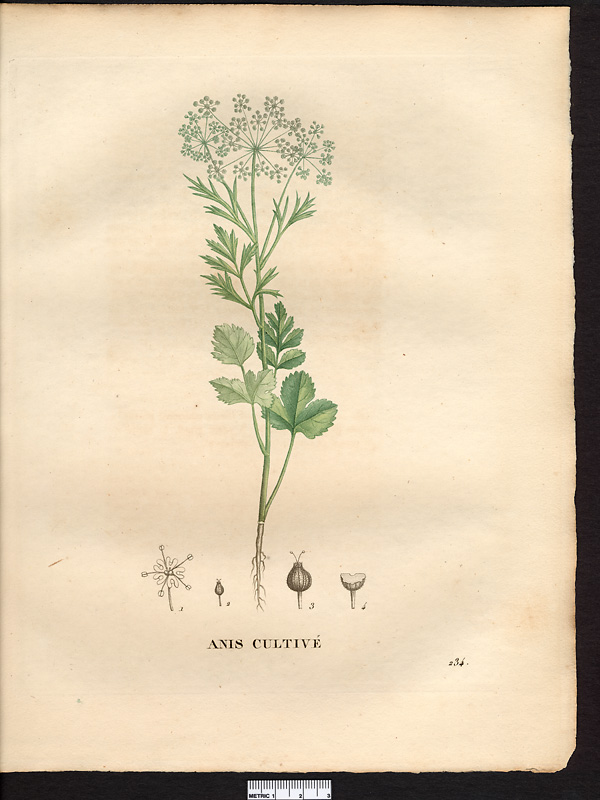Pimpinella anisum
