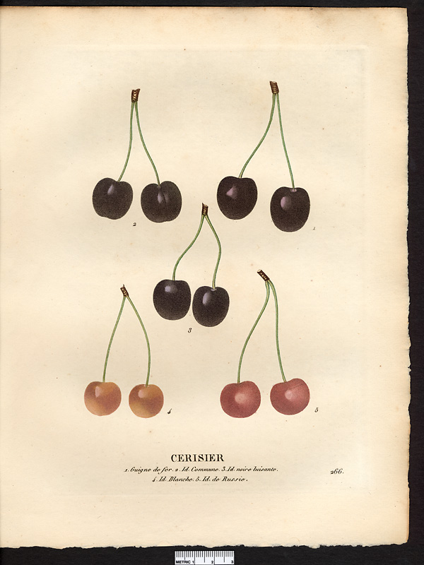 Prunus avium