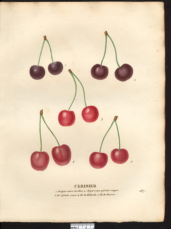 Prunus avium