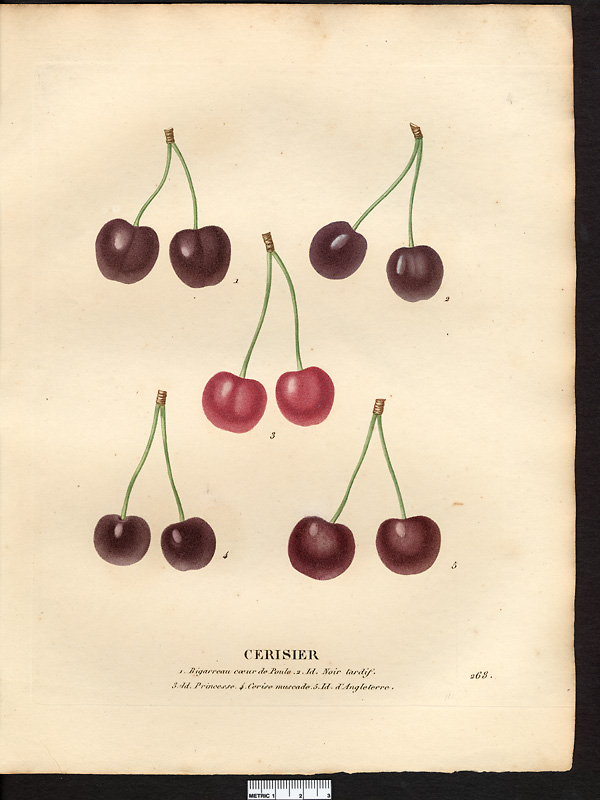 Prunus avium