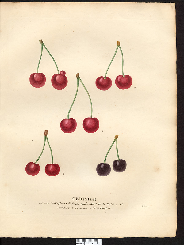 Prunus avium