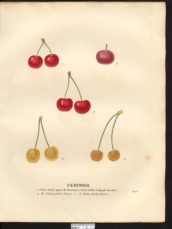 Prunus avium