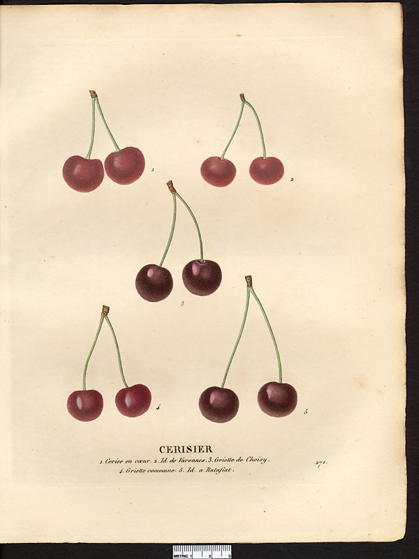 Prunus avium
