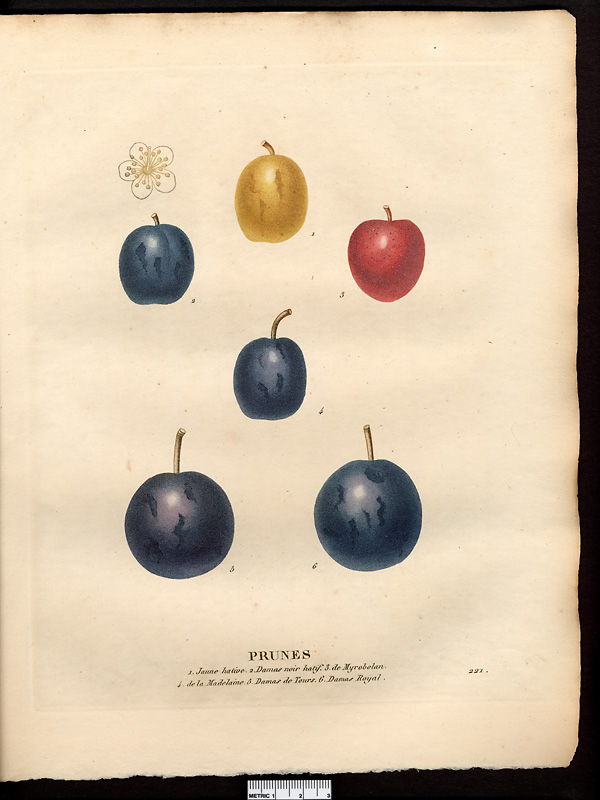 Prunus domestica