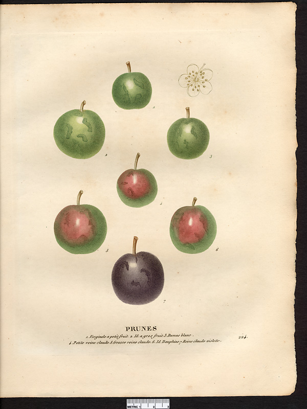 Prunus domestica