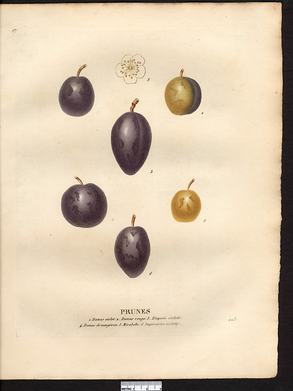 Prunus domestica