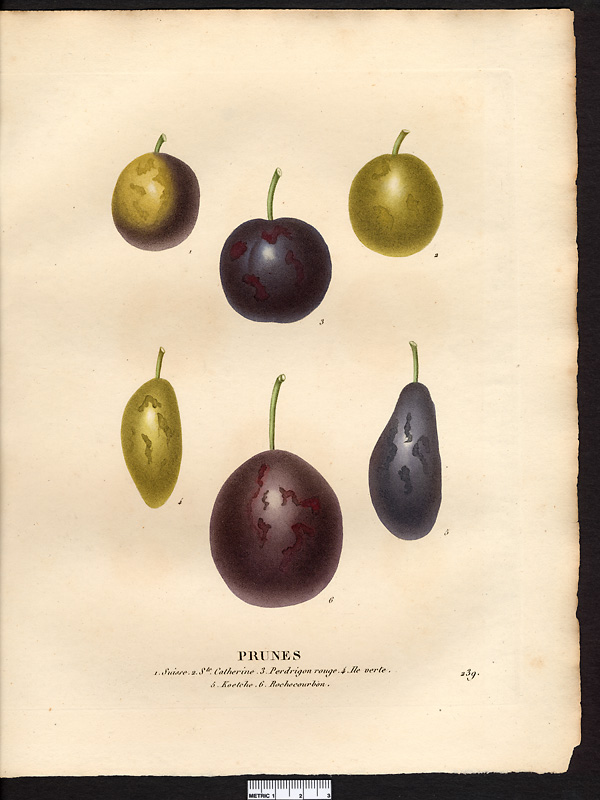 Prunus domestica