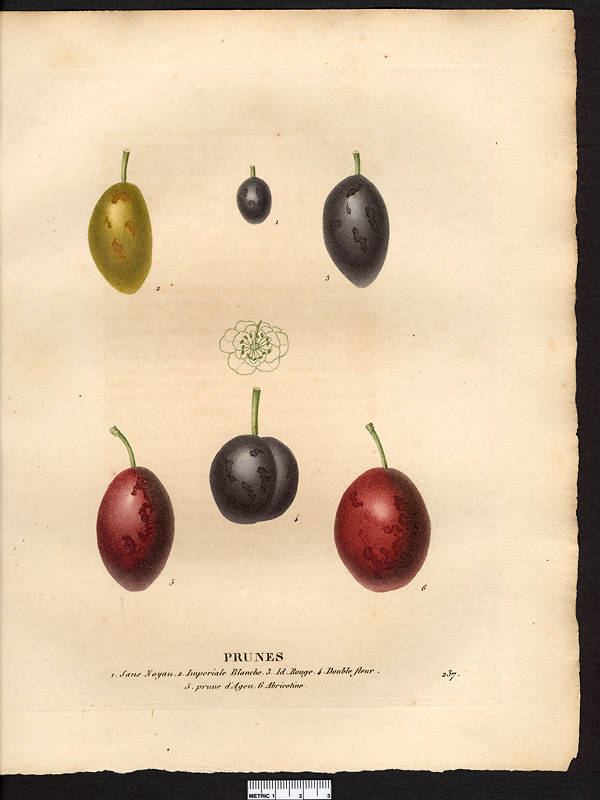 Prunus domestica