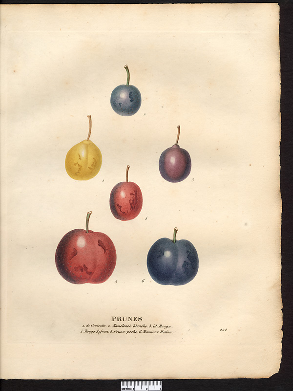 Prunus domestica