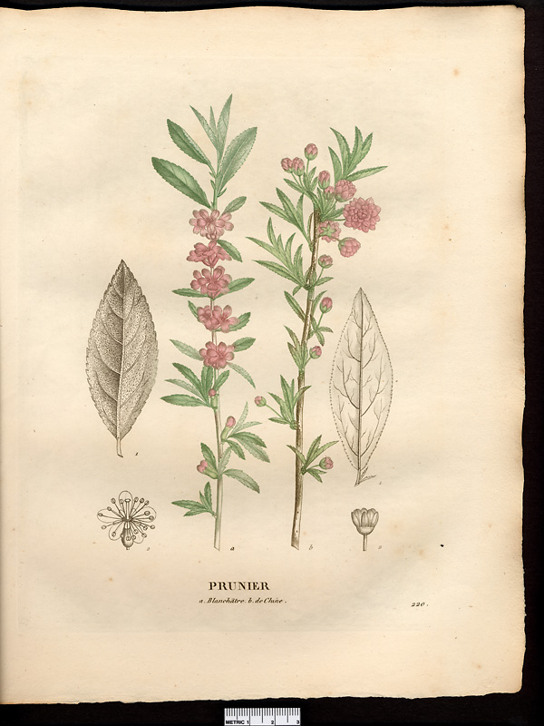 Prunier de Chine (Prunus sinensis, Amygdalus), amandier à fleurs du Japon (Prunus glandulosa)