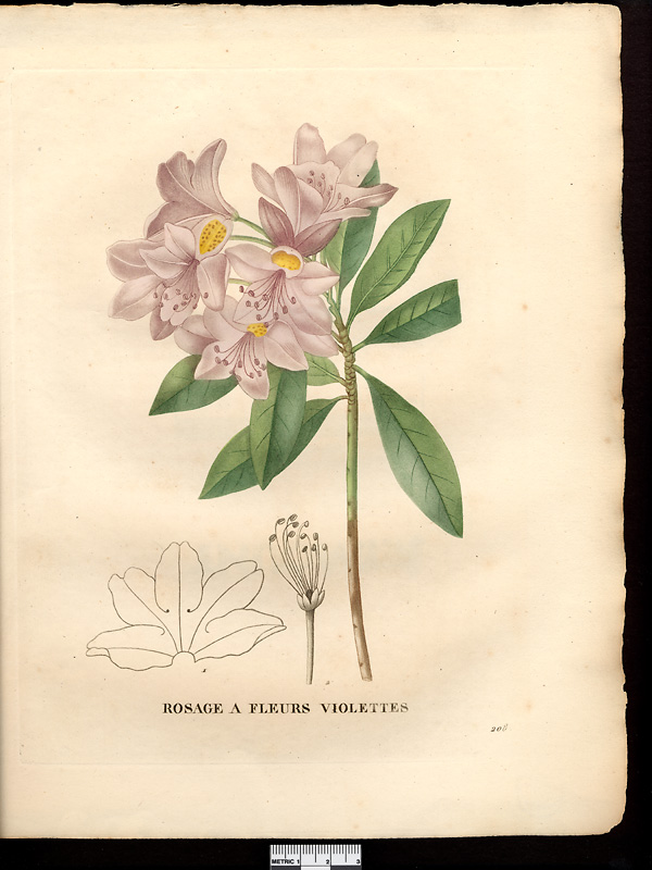 Rhododendron ponticum