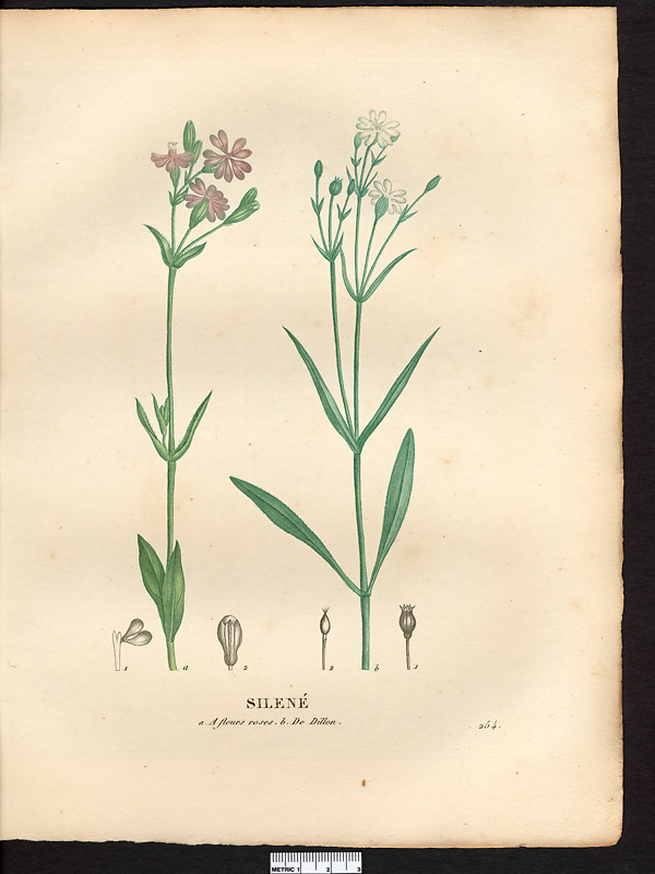 Silène de Dillon (Silene dilleniana)