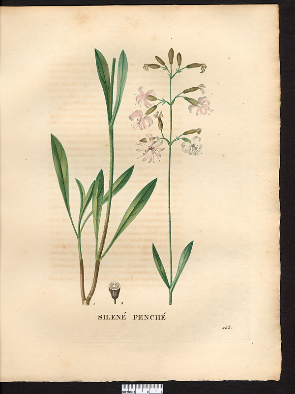 Silene nutans