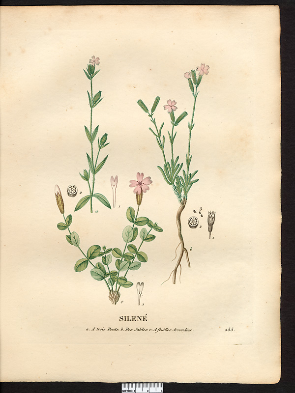 Silène à trois dents (Silene tridentata)