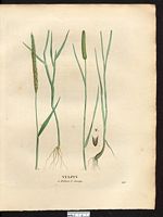 Vulpin sauvage (Alopecurus agrestis), vulpin des champs (Alopecurus myosuroides). Cliquer pour agrandir l'image. Vulpin sauvage (Alopecurus agrestis), vulpin des champs (Alopecurus myosuroides). Cliquer pour agrandir l'image.