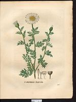 Anthemis altissima. Cliquer pour agrandir l'image. Anthemis altissima. Cliquer pour agrandir l'image.