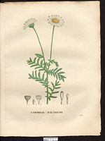 Anthemis austriaca. Cliquer pour agrandir l'image. Anthemis austriaca. Cliquer pour agrandir l'image.