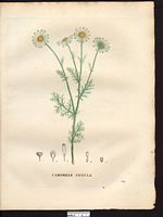 Anthemis cotula. Cliquer pour agrandir l'image. Anthemis cotula. Cliquer pour agrandir l'image.