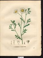Anthemis maritima. Cliquer pour agrandir l'image. Anthemis maritima. Cliquer pour agrandir l'image.