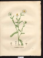 Anthemis mixta. Chamaemelum mixtum. Cliquer pour agrandir l'image. Anthemis mixta. Chamaemelum mixtum. Cliquer pour agrandir l'image.